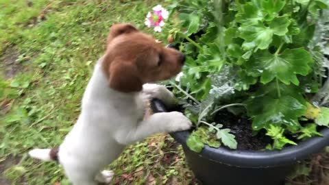 I’ve the sweetest most adorable puppy gardening assistant watering pots