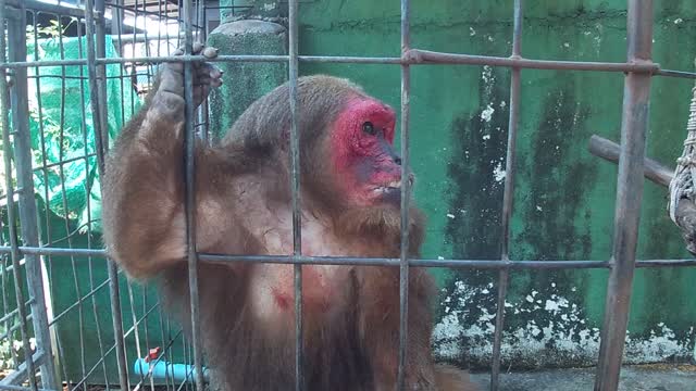 monkey devil