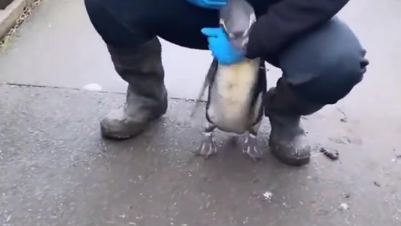 Penguin loves its caretaker..🐧