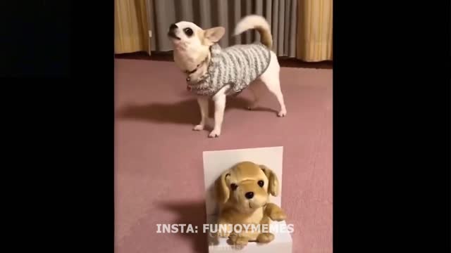 Funny Pets And Cute Try Not To Laugh To These Pets Compilation Cutest Lands