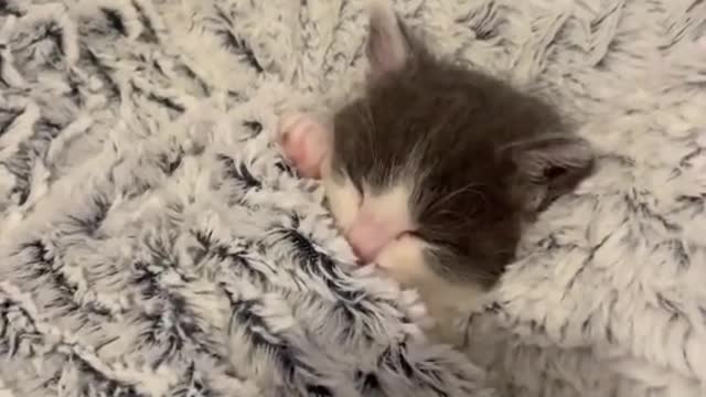 Waking up the cute kitten