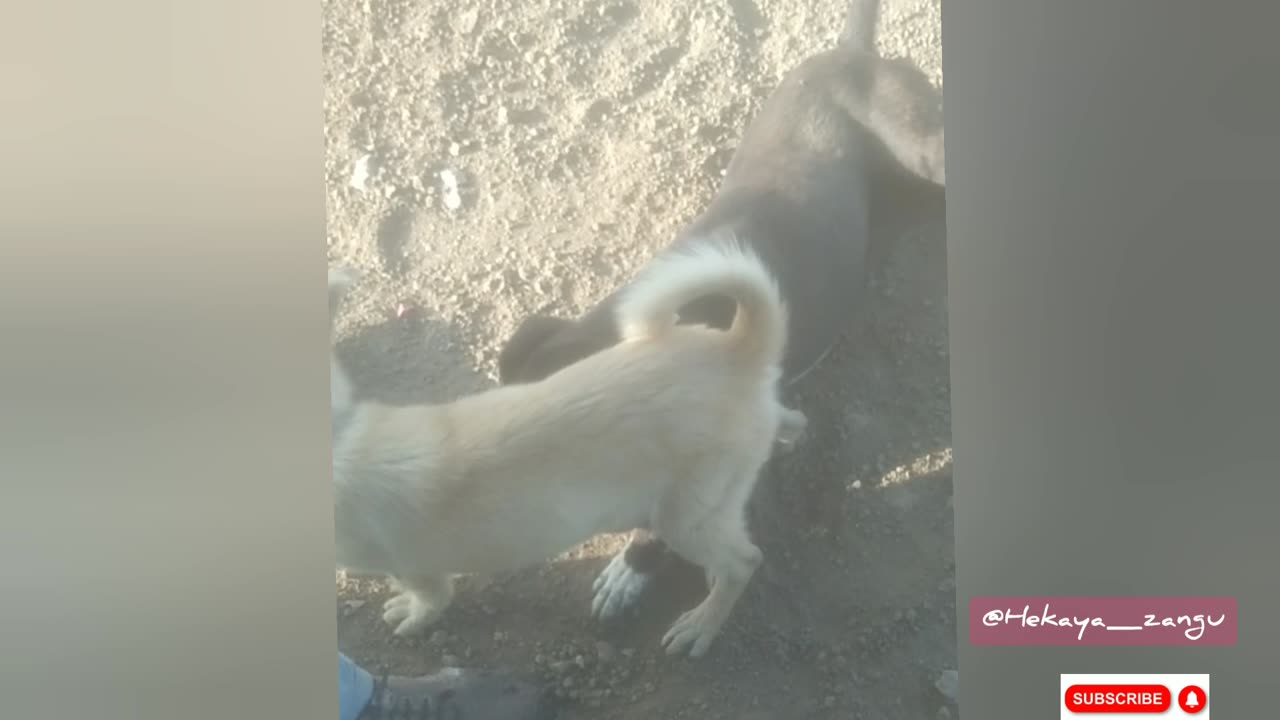 THIS IS HOW 2 DOGS FIGHT!