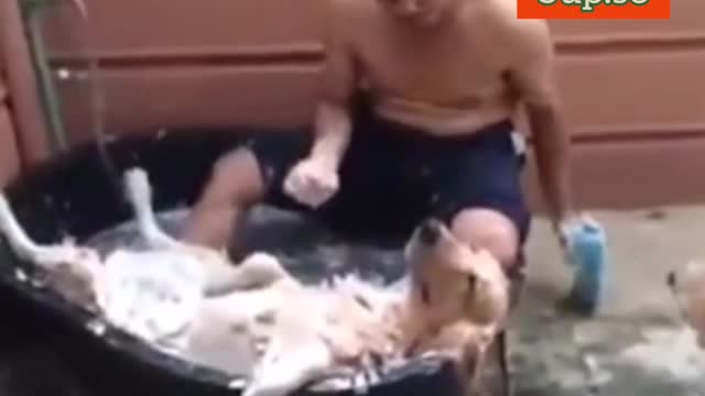 How the richest dog in the world takes a shower