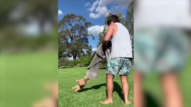 Funniest Dogs And Cats Videos - Best Funny Animal Videos of the 2021 😃