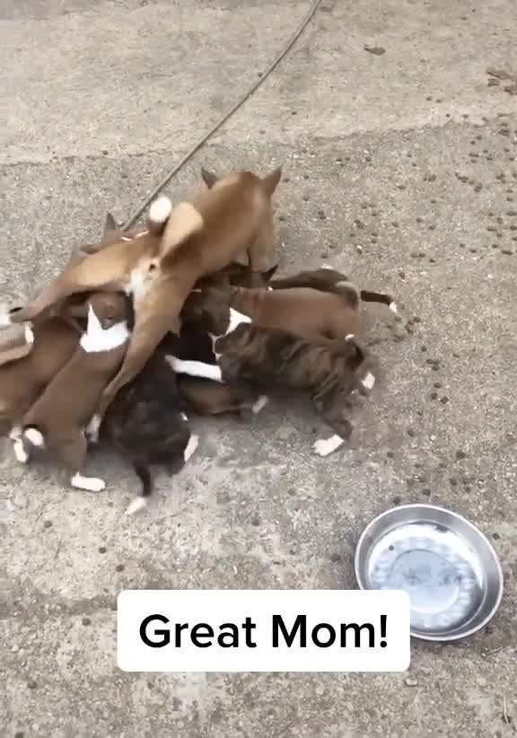 Nursing lot of puppy lift up mommy.mp4