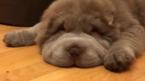 Super relaxed puppy is sure to brighten your day