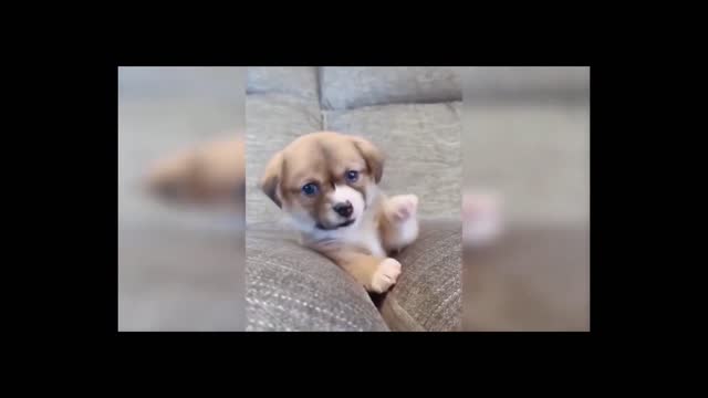 Wonderful cute funny pets(6)