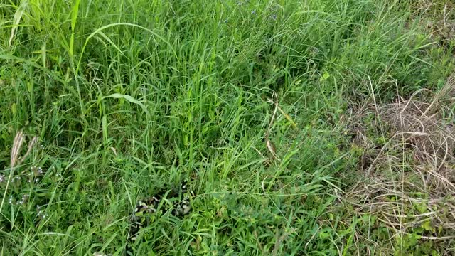 Man Kindly Escorts Duck Family Across Busy Road