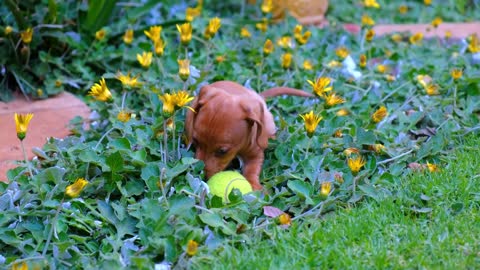 BEAUTIFUL TOY PUPPY