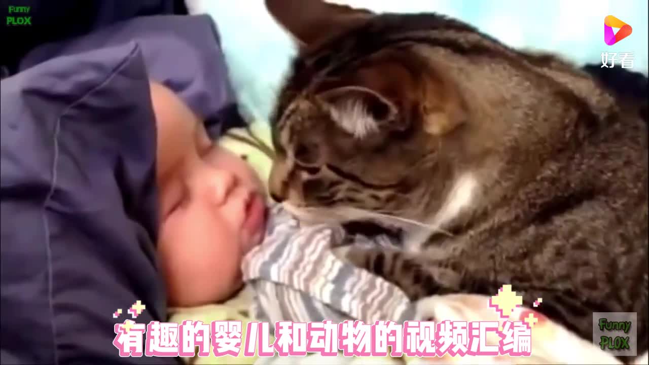 Fun baby and animal video compilation!