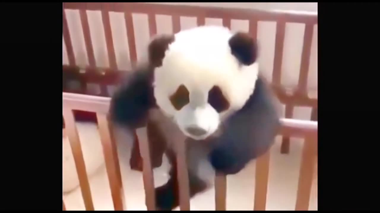 Baby panda funny moments !!!