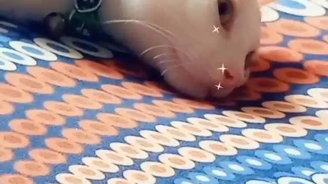 Funny Cats Video