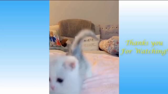 Cute cats cute pets