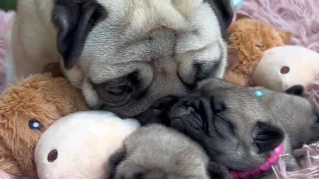 New mother dog my home| please support my video|