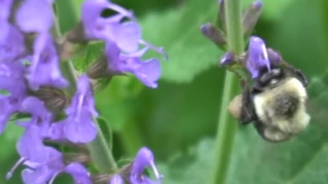 A bee feeding from purple flowers