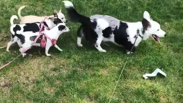 Black and white dog followed by puppies