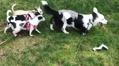 Black and white dog followed by puppies