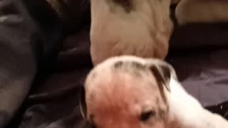 2 week old Great Dane pups