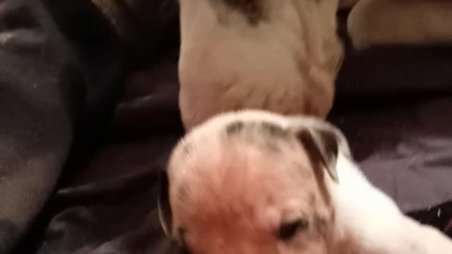 2 week old Great Dane pups