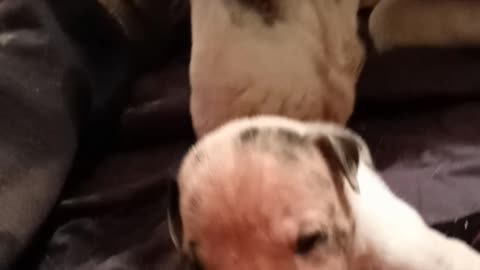 2 week old Great Dane pups