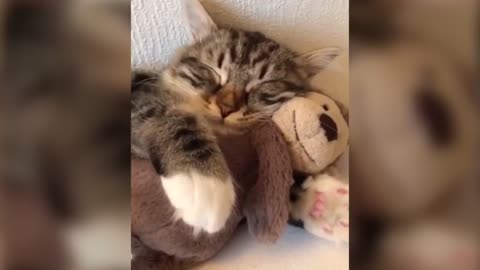 Cat: i want to sleep with my teddy bear