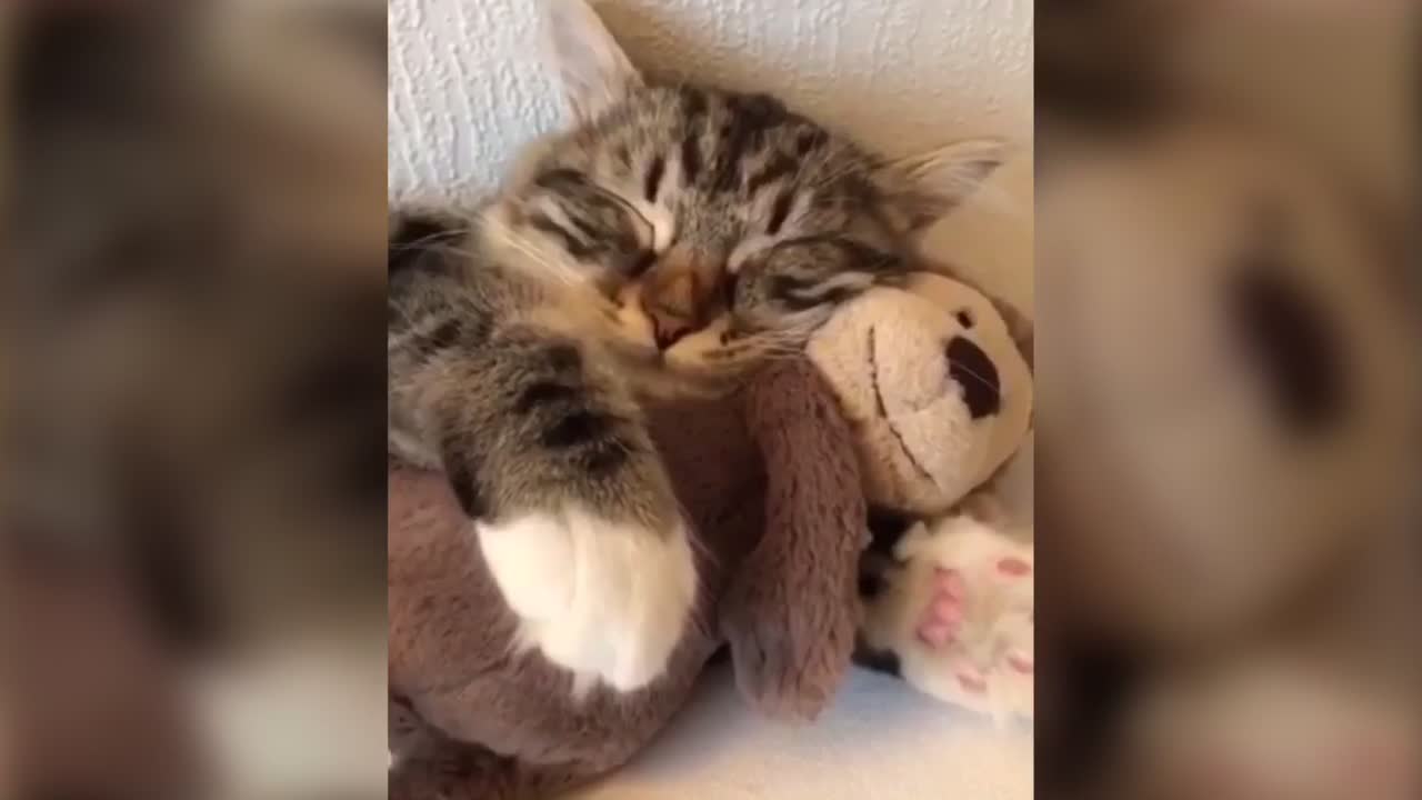 Cat: i want to sleep with my teddy bear