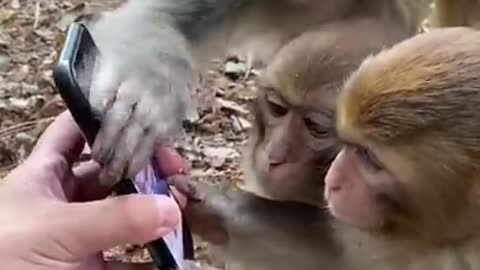 Monkey watch video on YouTube