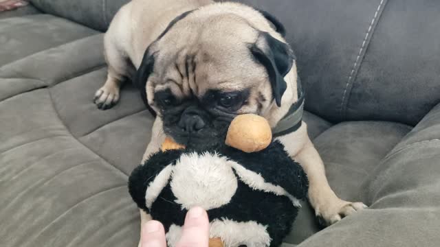 Pugsley's Penguin