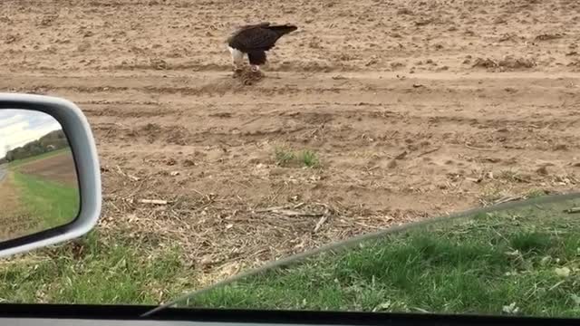 Eagle 🦅 Having dinner.