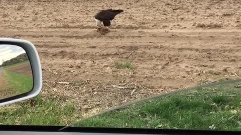 Eagle 🦅 Having dinner.