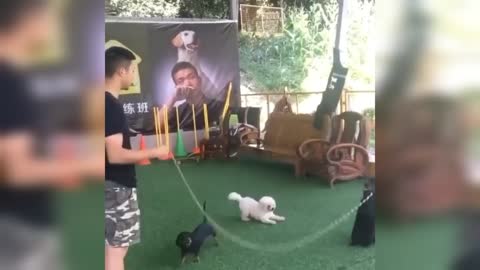 Cute Dogs Jumping on a Jump Rope