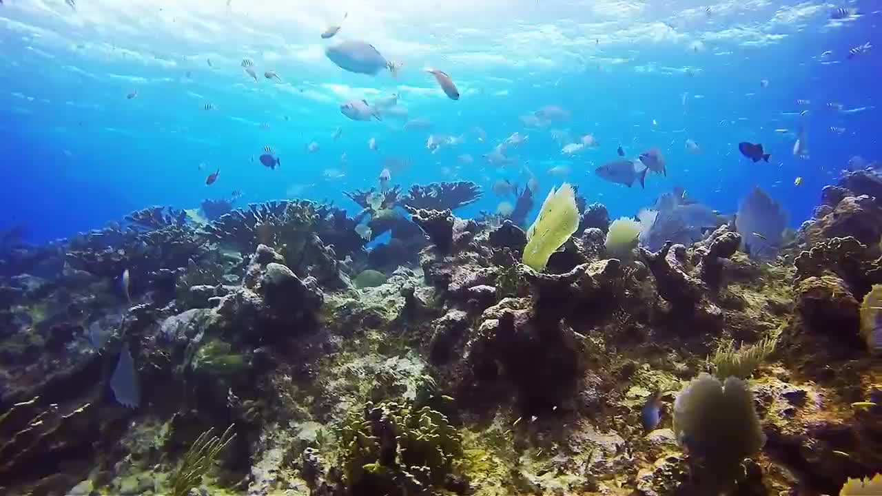 Beautiful Fish In Ocean