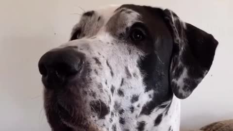 Blue Great Dane Dog Funny Videos 170 - The Great Dane Puppies Video - Great Dane Compilation