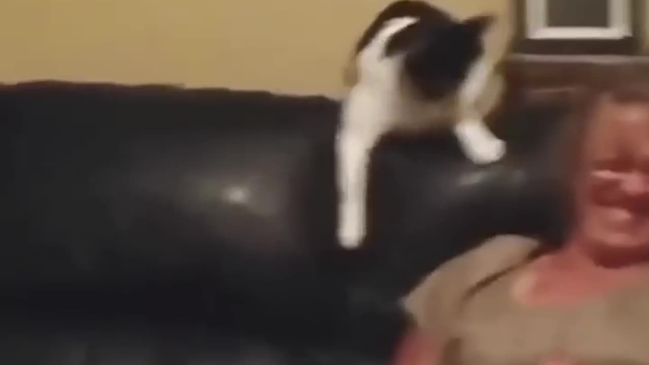 Funny cat videos 😹😹