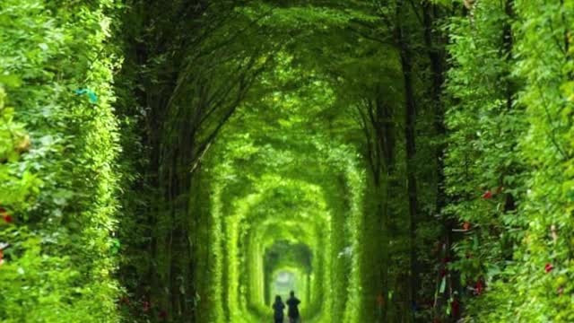 Tunnel of Love | Google Earth Travel