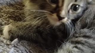 Cute Maine Coon Cats and Kittens