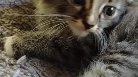 Cute Maine Coon Cats and Kittens