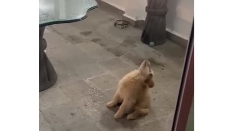 Nora The Husky Has A Lot To Say! Woof!