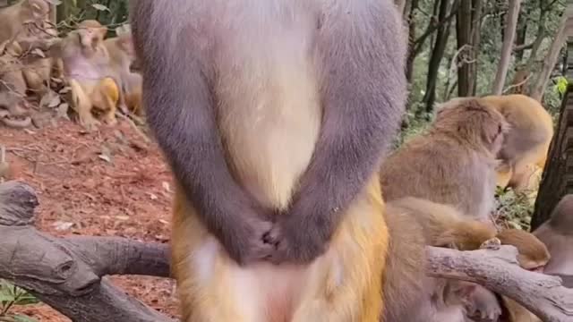 Can you understand the feeling of this Monkey . 👍 .