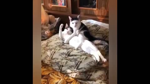CATS will make you LAUGH YOUR HEAD OFF - 2021