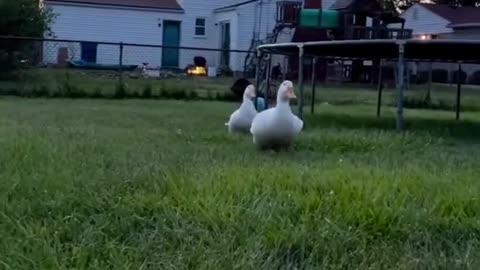 😂 #foryou #animals #funny #tiktok #4u #funnymoments #pet #fail #dog #fypシ