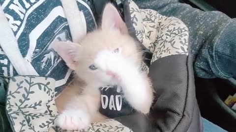 1_Don't know why I'm whispering.. lol #fyp #namechange #alert #kittensoftiktok