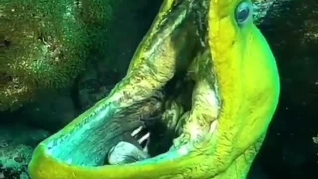 Stranger snake