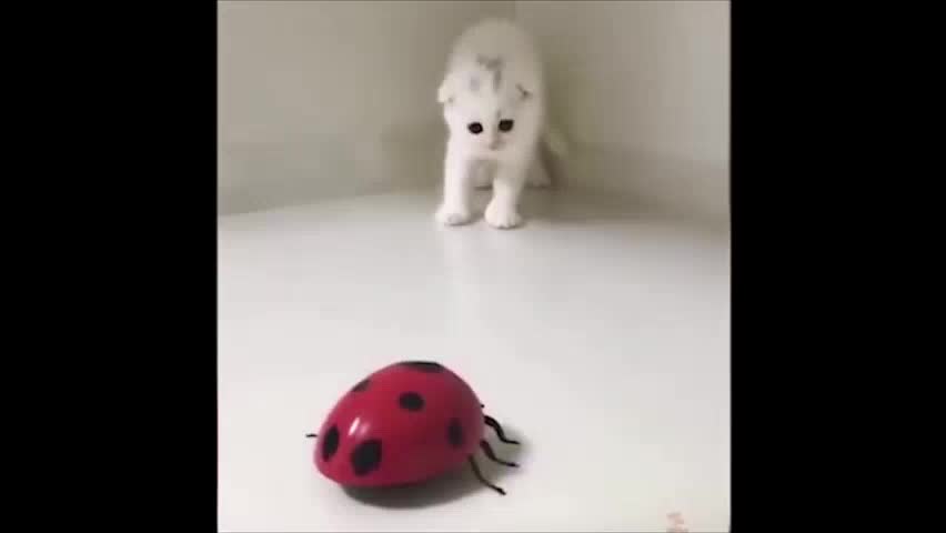 Cat vs Ladybird