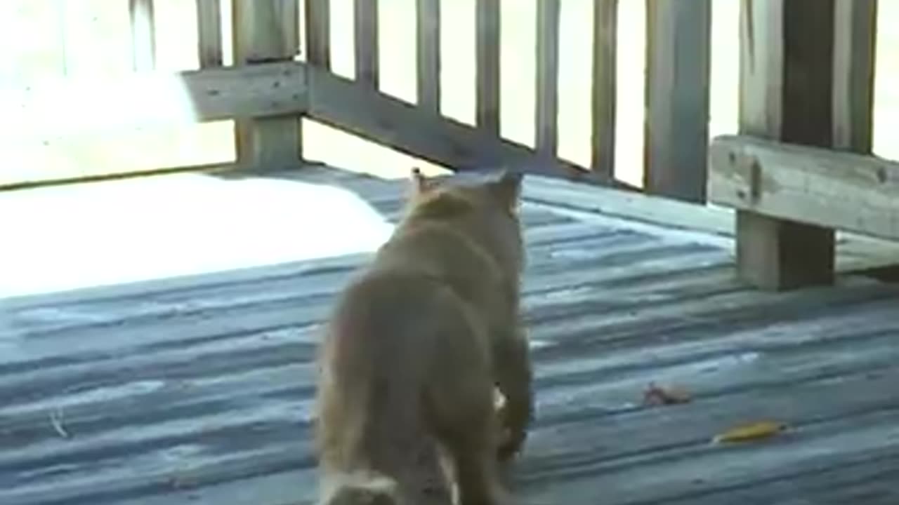 An abandoned cat learns to trust again.. 🙂