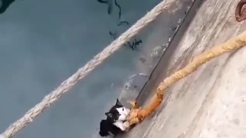 The cat that fell into the water was rescued by people