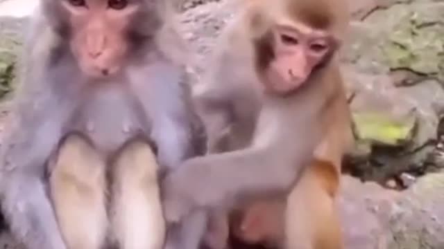 Funny Monkey sitting upset