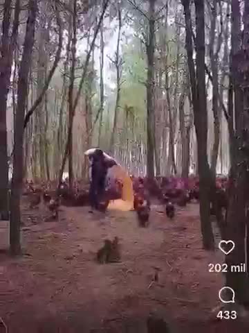 ANIMAIS ENGRAÇADOS E FOFOS /FUNNY/ Funniest Animals #shorts