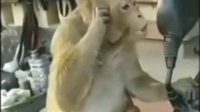 Monkey comedy video