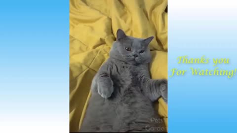 Cute Dogs And Cats That Will Make You Laugh 😂 - Funny Animal Videos 😍